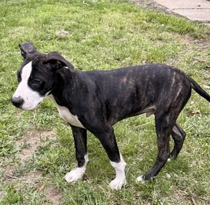 A baby small-sized male Black Pit Bull Terrier dog named Parker for adoption in Kansas City, MO