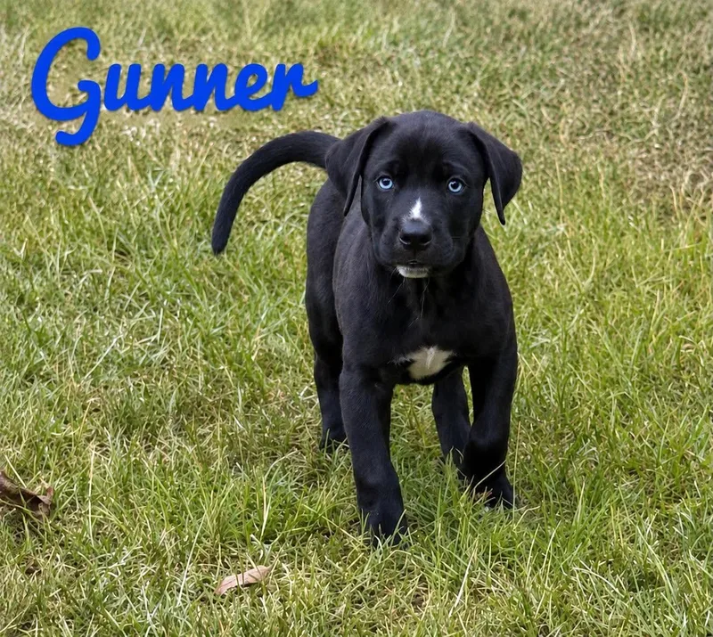 Gunner