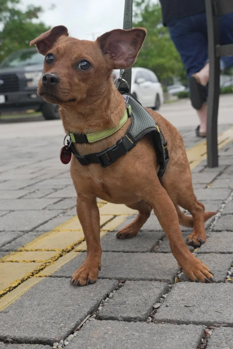 An adult medium-sized male Chihuahua dog named Brayden for adoption in Nashville, TN