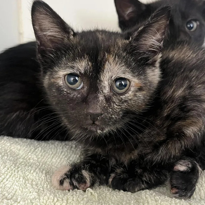 A baby small-sized female Tortoiseshell Domestic Short Hair cat named Shammy for adoption in Newark, NJ