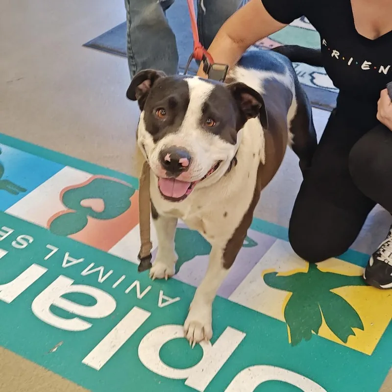 An adult large-sized male Black Pit Bull Terrier dog named Oreo for adoption in Upland, CA