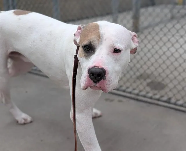 A young large-sized male Pit Bull Terrier dog named Marina for adoption in Denver, CO