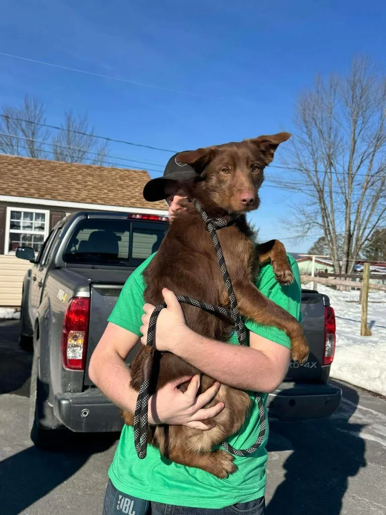 A young medium-sized male Collie dog named Wiley for adoption in Pine Grove, PA
