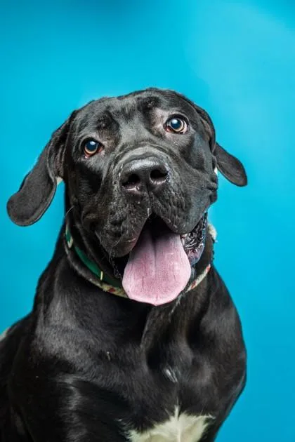 Buttercup thumbnail 2