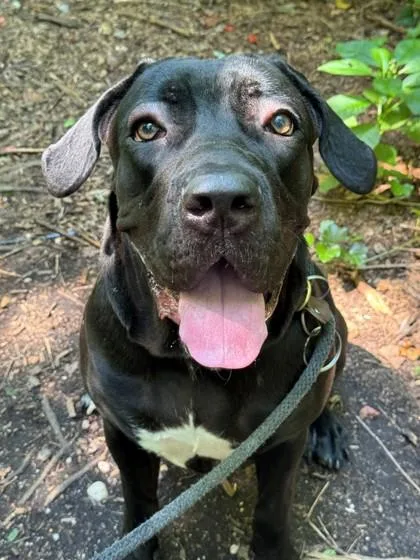 Buttercup thumbnail 3