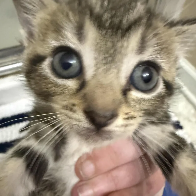 A baby small-sized female Brown / Chocolate Domestic Short Hair cat named Saturn for adoption in Atlanta, GA