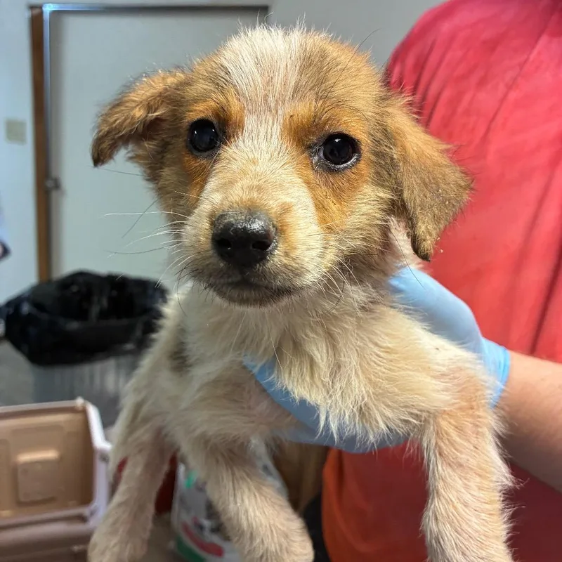 A baby medium-sized male Yellow / Tan / Blond / Fawn Collie dog named Science and charity for adoption in Hattiesburg, MS