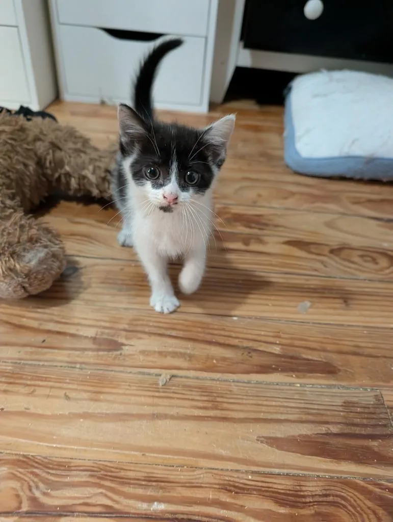 A baby medium-sized male Domestic Short Hair cat named Burton for adoption in Johnson City, TN