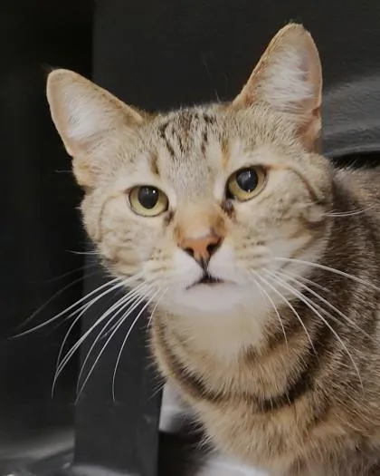 A young medium-sized female Domestic Short Hair cat named Dew for adoption in Fishers, IN