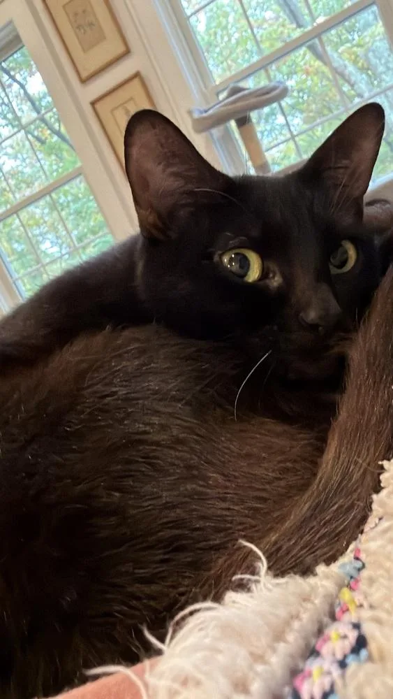 A young small-sized female Domestic Short Hair cat named Mama Maki for adoption in Warren, CT