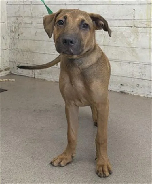 A baby small-sized female German Shepherd Dog dog named Lilipup for adoption in San Bernardino, CA