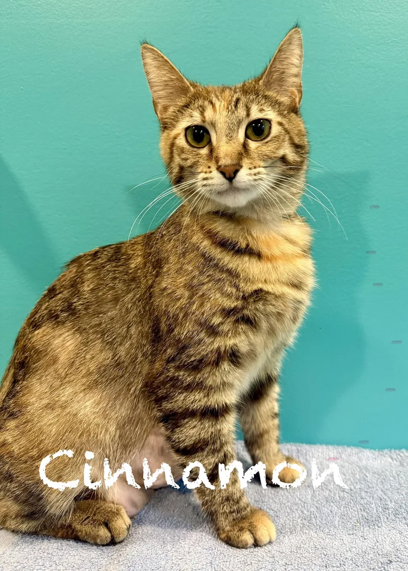 A young medium-sized female Tabby (Brown / Chocolate) Domestic Short Hair cat named Cinnamon for adoption in Frewsburg, NY