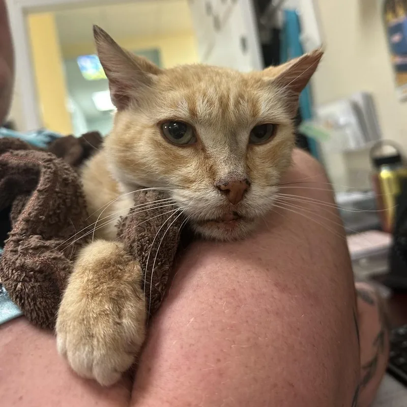 A senior large-sized male Orange / Red Domestic Short Hair cat named Squanchy for adoption in Titusville, FL