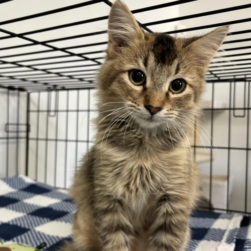 A baby small-sized female Black Domestic Short Hair cat named Georgia for adoption in Houston, TX