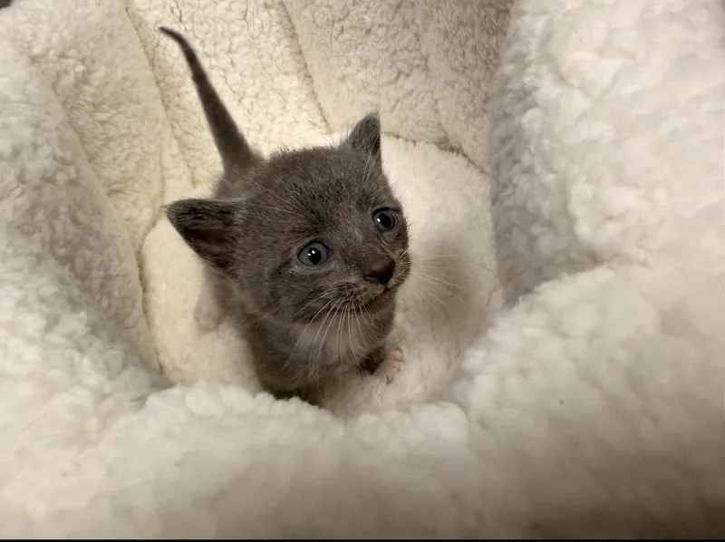 A baby medium-sized male Gray & White Domestic Short Hair cat named Stormy for adoption in Batesville, AR
