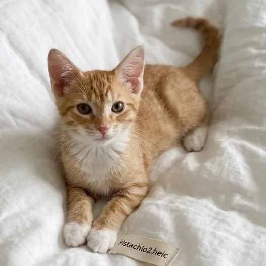 A baby small-sized male Orange / Red Domestic Short Hair cat named Pistachio for adoption in Fort Lauderdale, FL