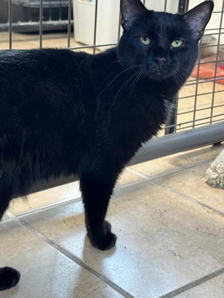 A young small-sized female Domestic Short Hair cat named Tilly for adoption in Hastings, NE