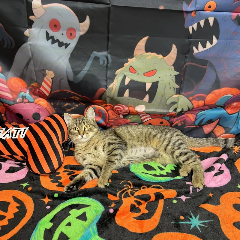 A baby medium-sized female Tabby (Brown / Chocolate) Domestic Short Hair cat named Ice Cream for adoption in Fairmont, MN