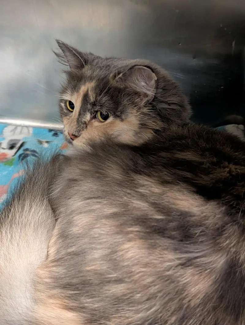 An adult medium-sized female Dilute Tortoiseshell Dilute Tortoiseshell cat named Ursa for adoption in Marietta, OH