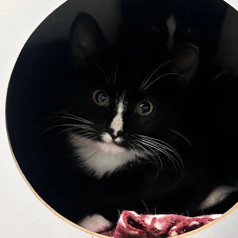 A baby small-sized female Black Domestic Short Hair cat named Trinity for adoption in Fredericksburg, VA