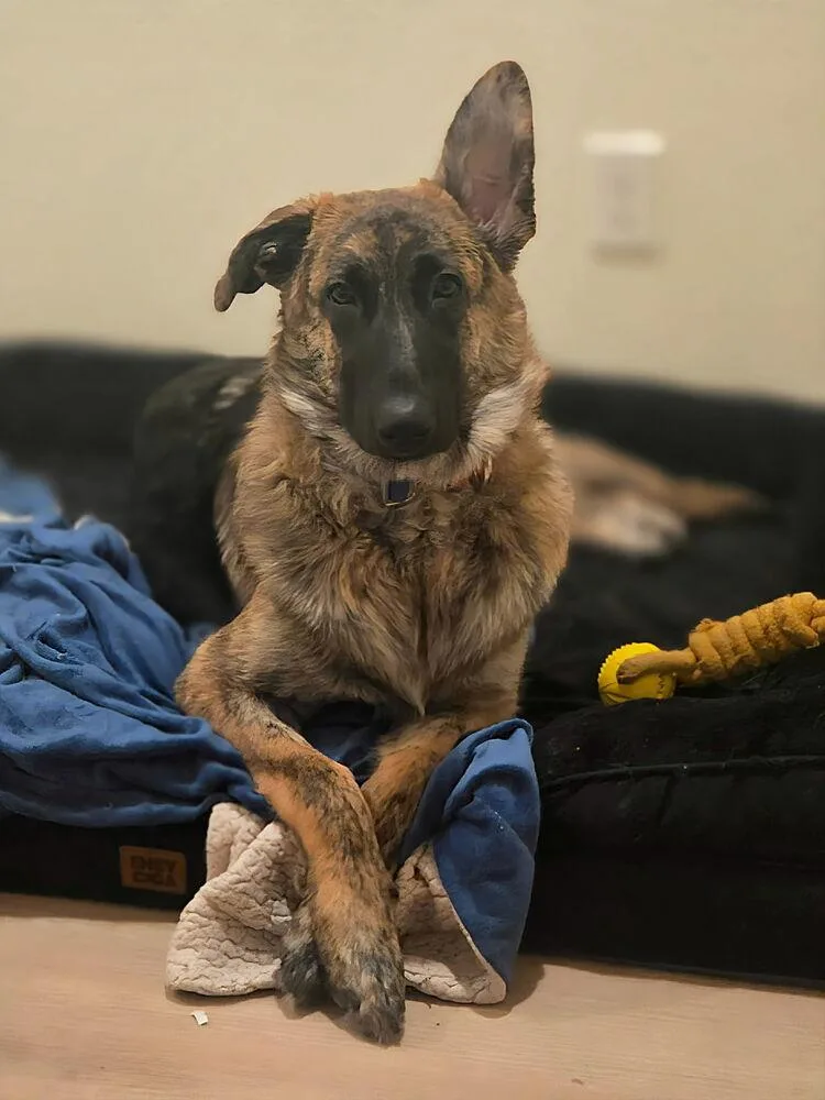 A baby large-sized female Brindle Dutch Shepherd dog named Kelbi for adoption in Pleasant Hill, CA