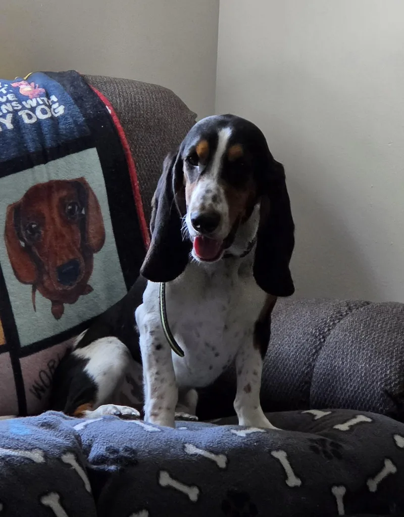 A young medium-sized male Bicolor Basset Hound dog named George for adoption in Valley Center, CA