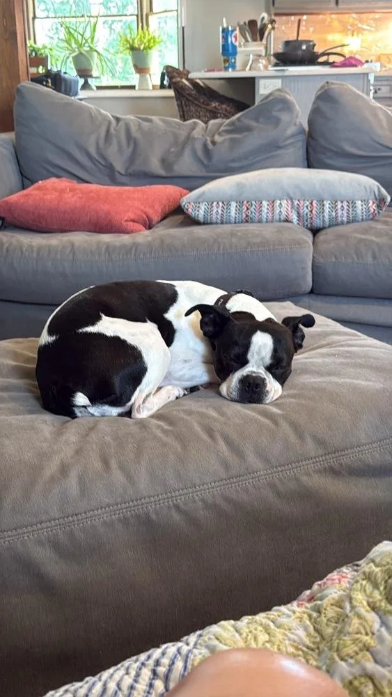 A young small-sized female Tricolor (Brown, Black, & White) Boston Terrier dog named Millie for adoption in Jackson, TN