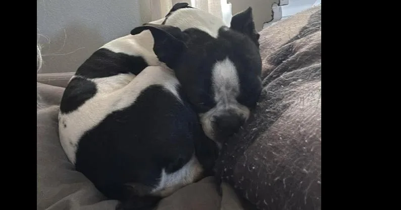 Millie thumbnail 2