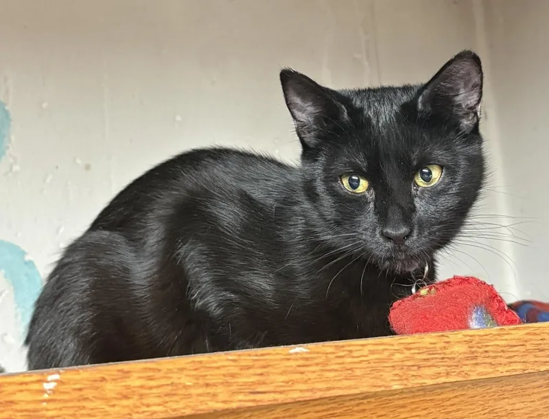 Nutter + Fluffer thumbnail 2