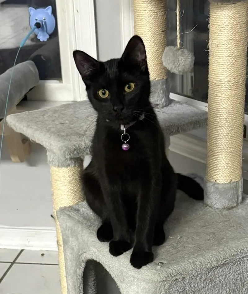 Nutter + Fluffer thumbnail 3