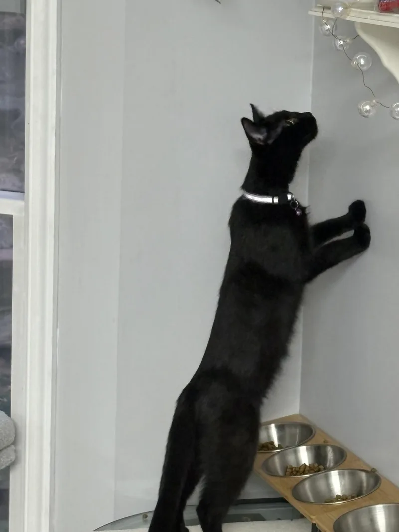 Nutter + Fluffer thumbnail 4