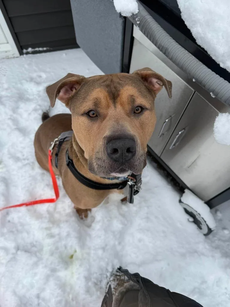 A young large-sized male Pit Bull Terrier dog named Zeus for adoption in Gloversville, NY