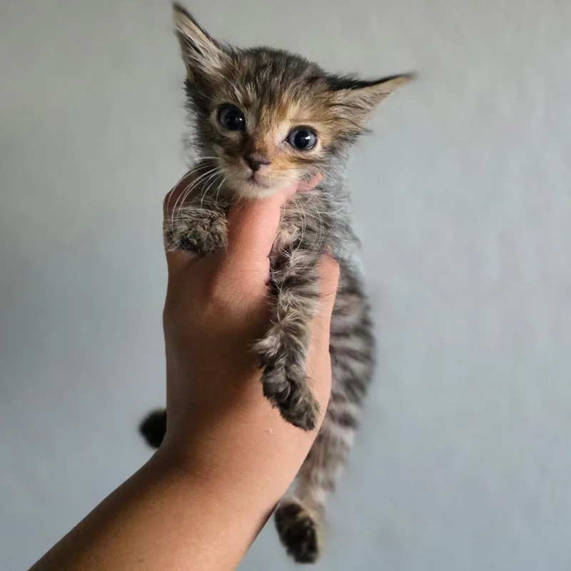 A baby small-sized female Brown / Chocolate Domestic Short Hair cat named Pluto for adoption in Calimesa, CA