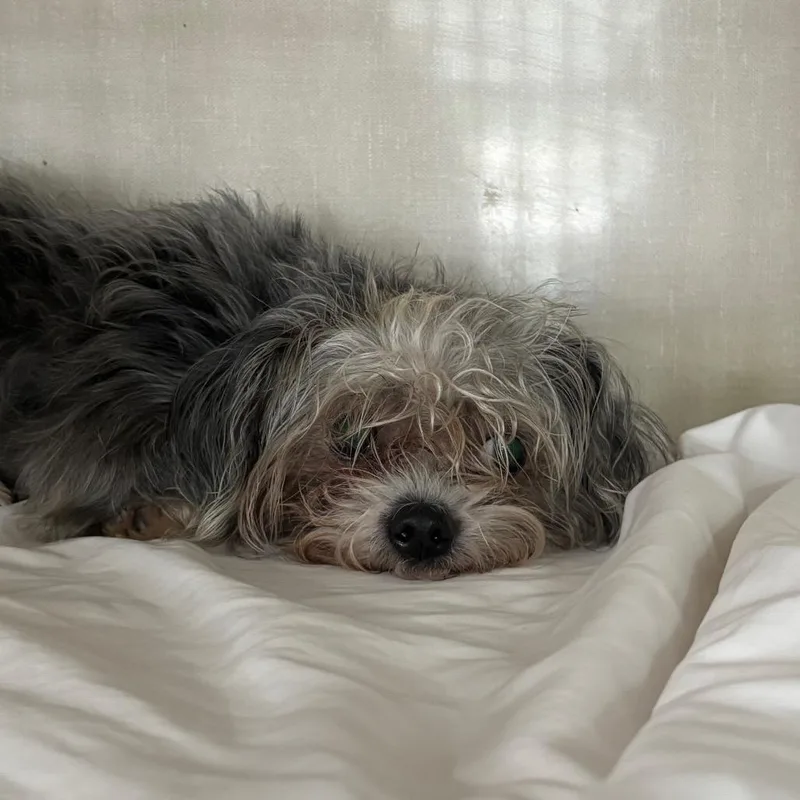 An adult small-sized female Yellow / Tan / Blond / Fawn Yorkshire Terrier dog named Dolly Parton for adoption in Northbrook, IL