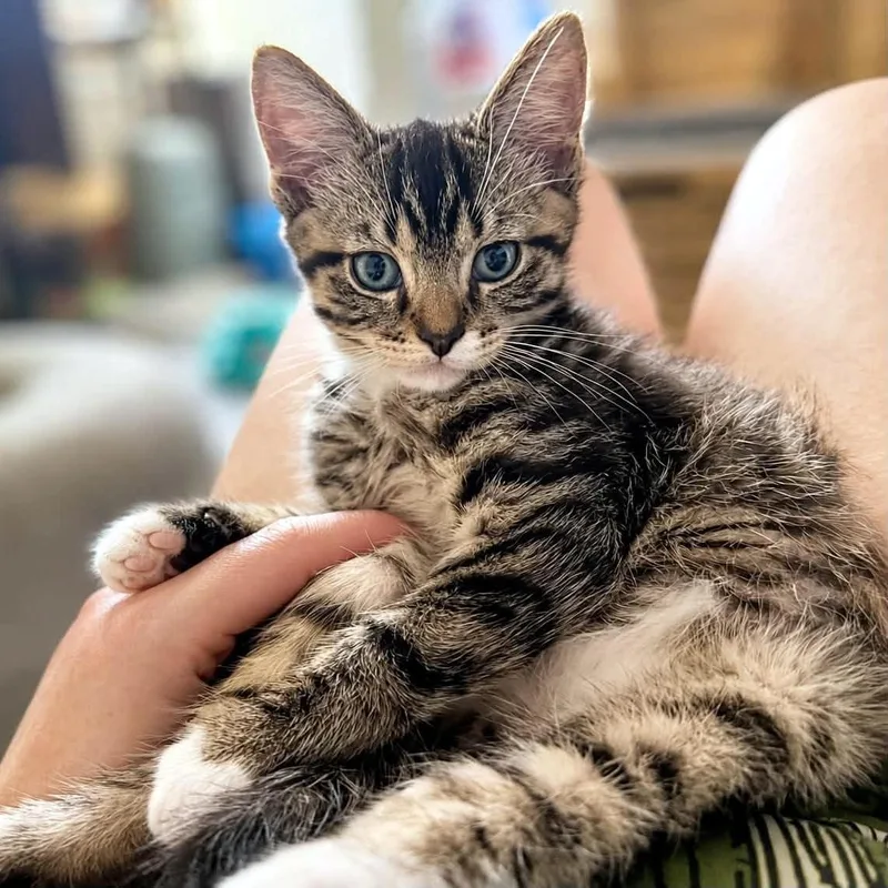 A baby small-sized male Tabby (Brown / Chocolate) Domestic Short Hair cat named Sergei for adoption in Pittsburgh, PA