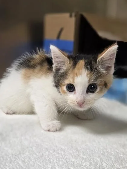 A baby small-sized female Domestic Short Hair cat named Sunoco for adoption in Westland, MI