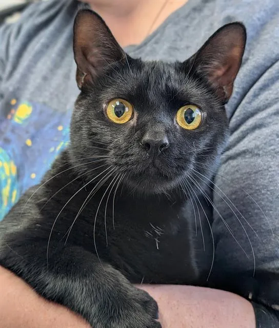 A young small-sized female Domestic Short Hair cat named Jessica for adoption in Canfield, OH