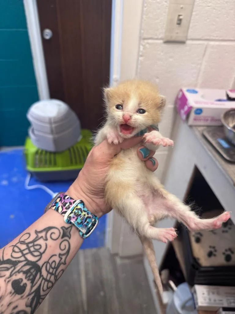 A baby medium-sized male Domestic Short Hair cat named Barracuda for adoption in Johnson City, TN