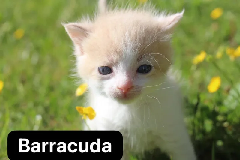 Barracuda thumbnail 2