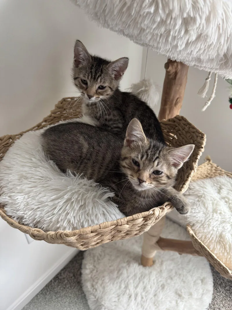 A baby small-sized male Brown / Chocolate Domestic Short Hair cat named Gravy for adoption in Newport, KY