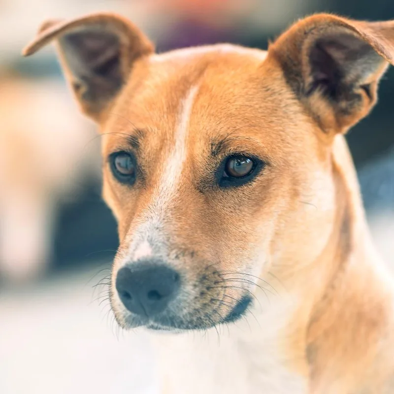 An adult medium-sized female Brown / Chocolate Mixed Breed dog named Ella for adoption in Chapel Hill, NC