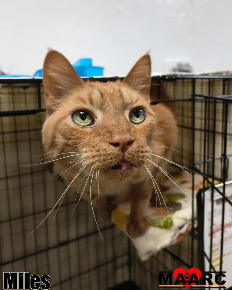 A senior large-sized male Domestic Short Hair cat named Miles for adoption in Maryville, TN
