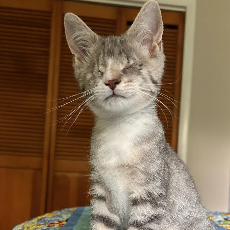 A baby medium-sized female Tabby (Brown / Chocolate) Domestic Short Hair cat named Avril for adoption in Sewell, NJ