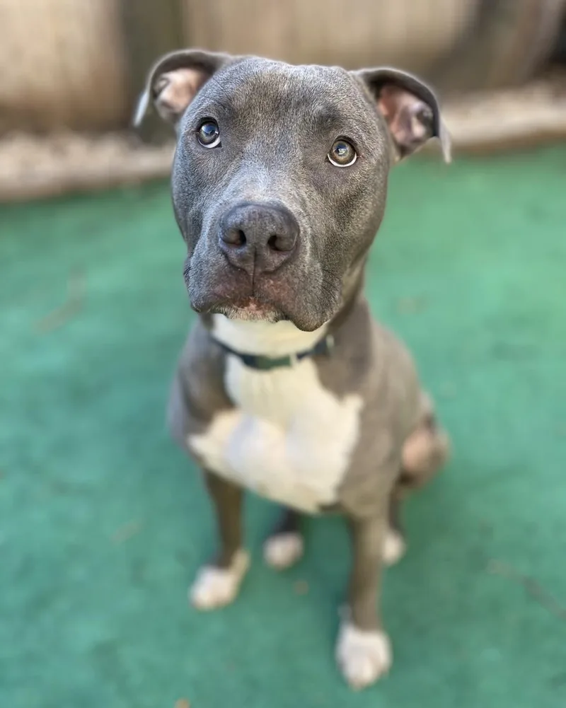 An adult medium-sized male American Staffordshire Terrier dog named Marshall for adoption in Berlin, NJ