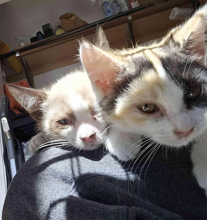 A baby small-sized male Domestic Short Hair cat named Storm for adoption in Dixon, CA