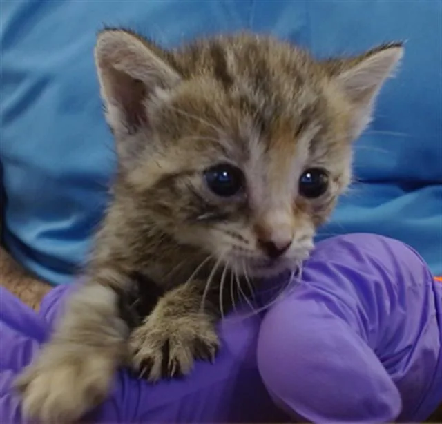 A baby small-sized female Domestic Short Hair cat named Jessica for adoption in Miami, FL