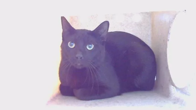 A young medium-sized male Domestic Short Hair cat named Kingsly for adoption in Gardena, CA