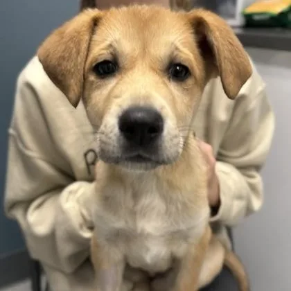 Chicken Nugget thumbnail 2