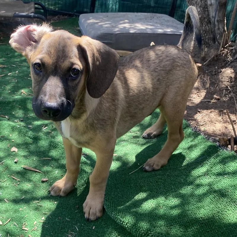 A baby small-sized male Brown / Chocolate Hound dog named Low Rider for adoption in Escondido, CA