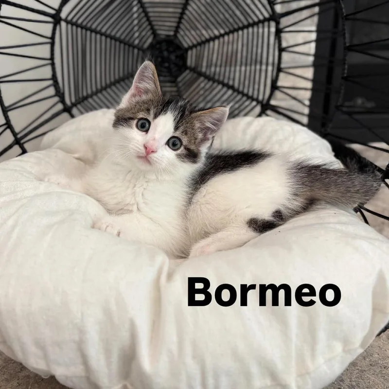 A baby small-sized male Gray / Blue / Silver Domestic Short Hair cat named Bormeo Larson for adoption in Eagle Mountain, UT